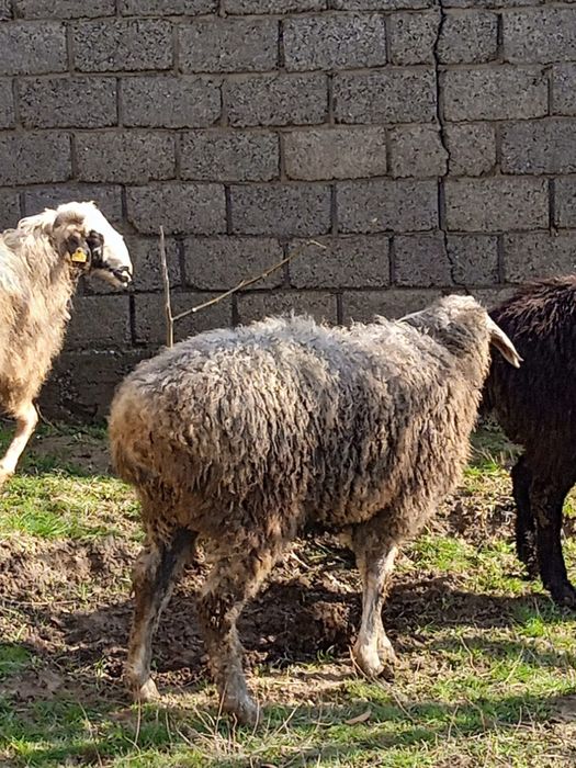 Бағылған қошқарлар сатылады