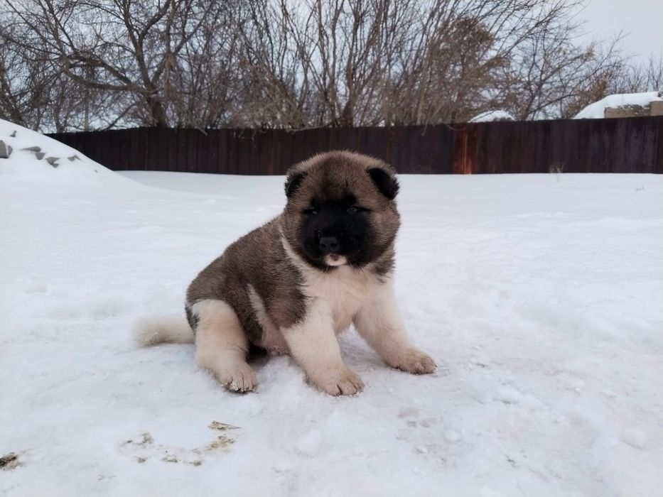 Щенки породы (Американская Акита)