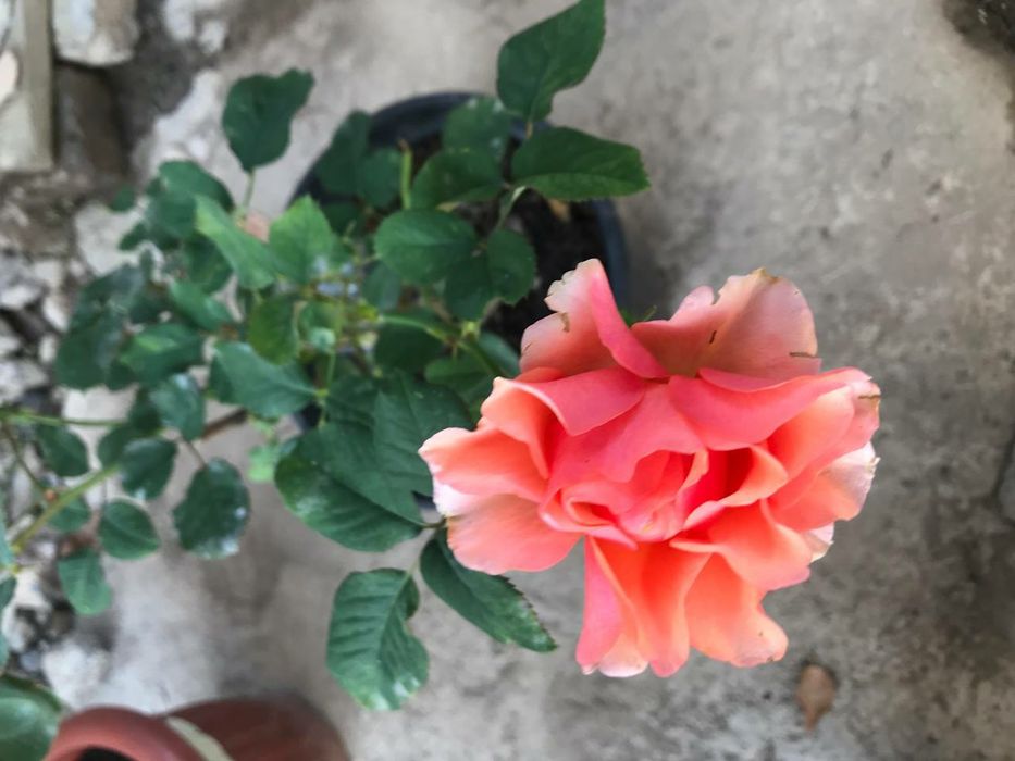 Роза Флорибунда.