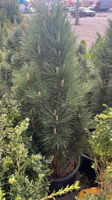 Ель сосна липа туя