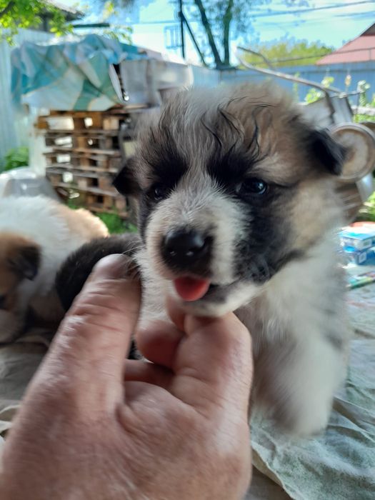 Отдам- щенков ..