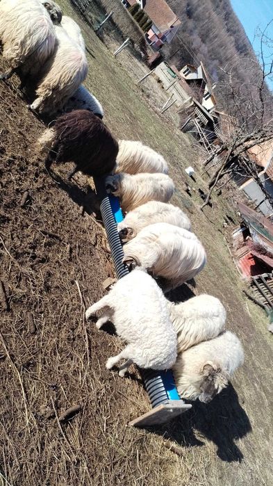 Se vinde fân pentru oo