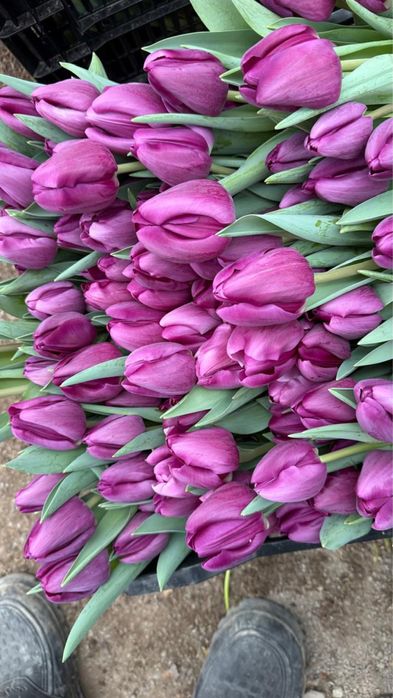 Тюльпаны на 8 марта