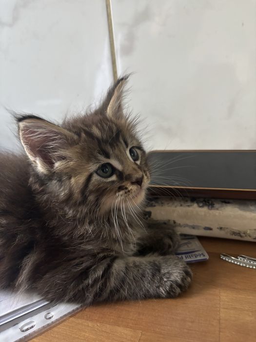 Baietel MAINE COON disponibil