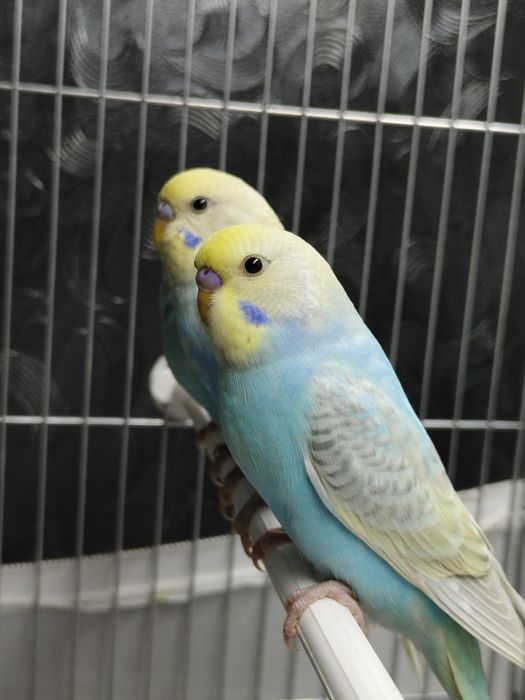 Продам попугай радужный