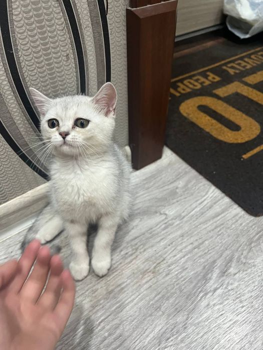 Shinshilazotli mushuk