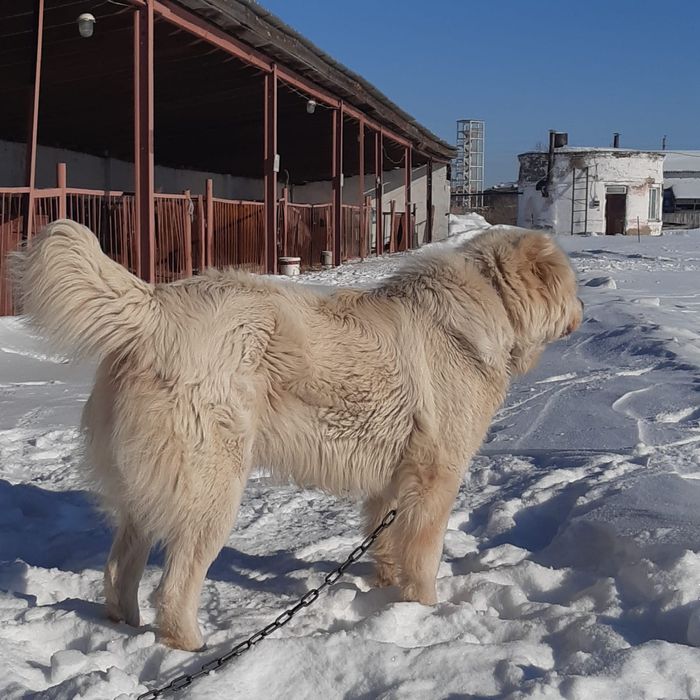 Предлагаю для вязки чистокровного  Турецкого  Акбаш