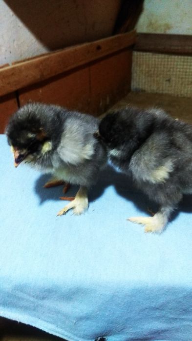 Цыплята брама гигант есть в продаже 40,000 сум