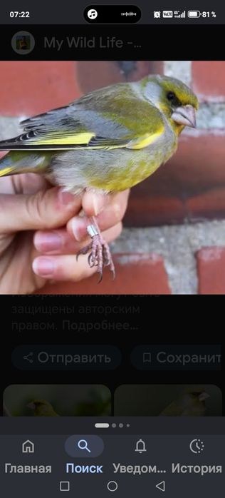 Продам птицу певчую