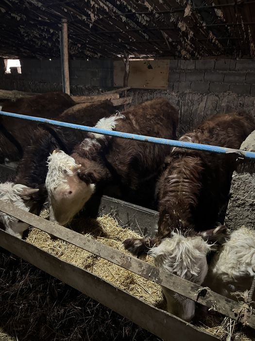 падсос быр жастан аскан