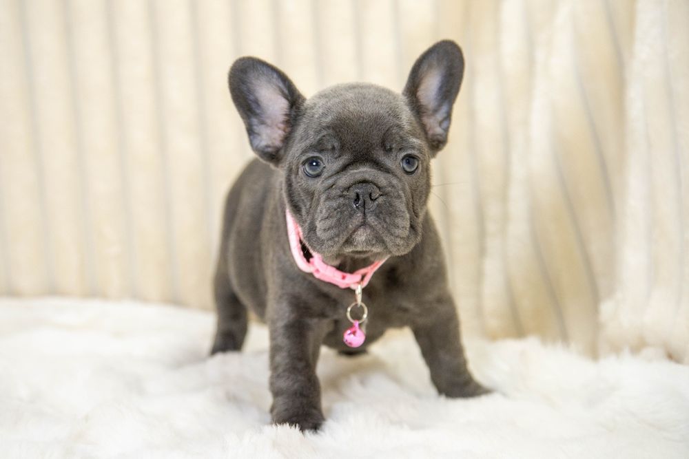 bulldog francez blue