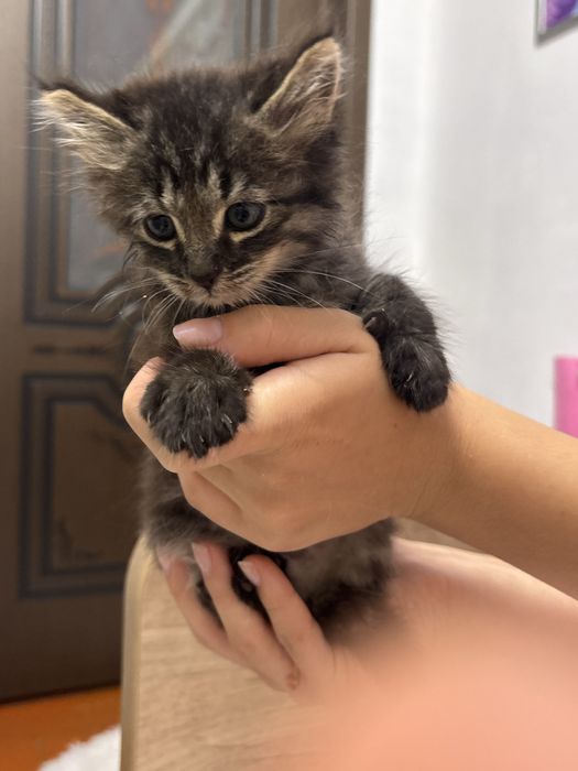 Отдам котят маленьких