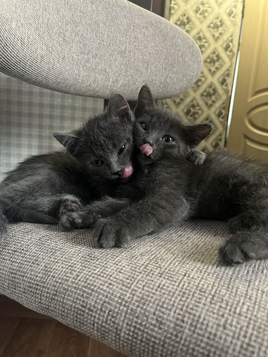 Отдадим котят в хорошие руки