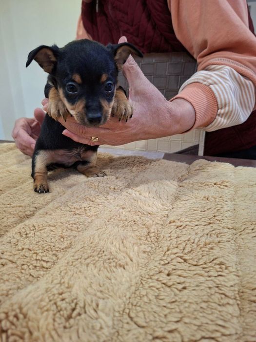 Продавам Кученца Пинчери