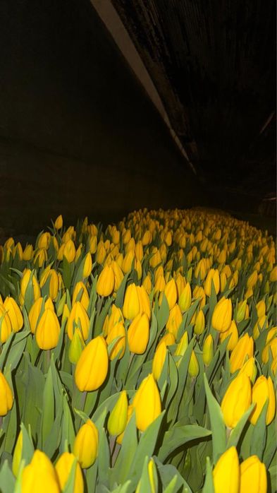 Доставка Тюльпанов