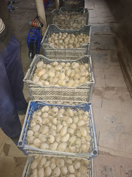 Kartoshka urugʻlari rassiski konsl urugʻlari bahor mavsumga ekishga