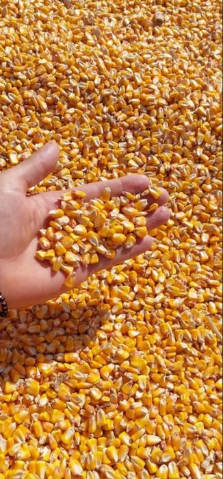 Porumb vrac,floarea soarelui