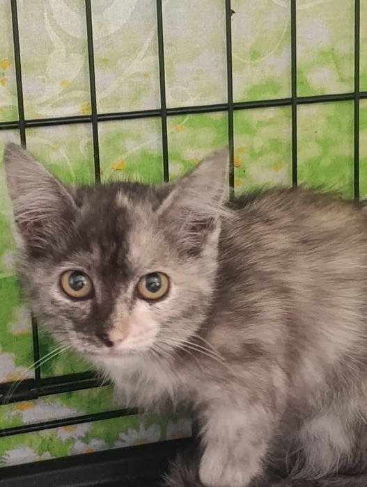 Ищем дом для спасённых котиков.