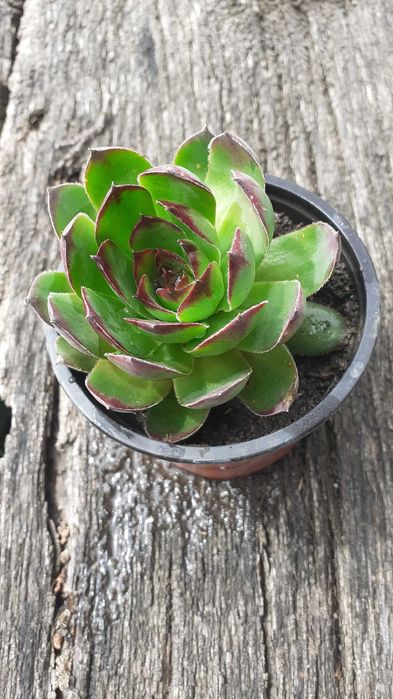 Sempervivum - urechelnita - suculente