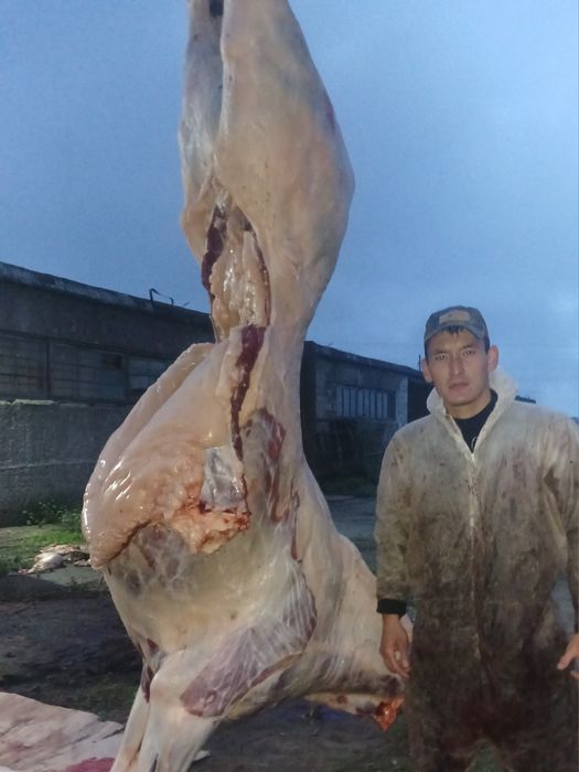 Касапшы касапшы мясо