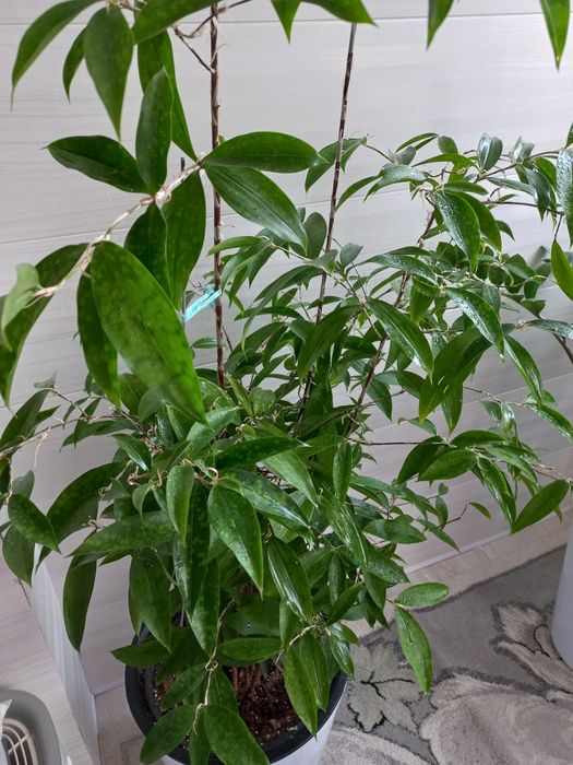 Цветок Драцена Суркулоза