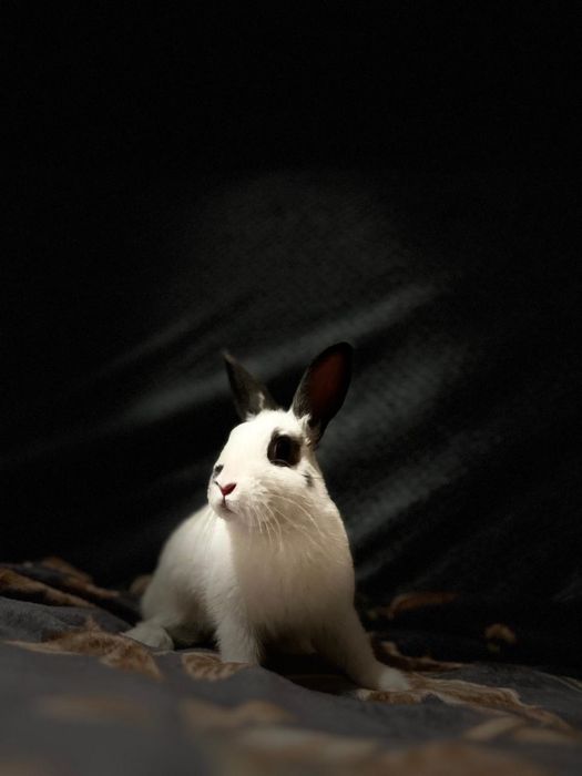 Отдам беслатно кролика