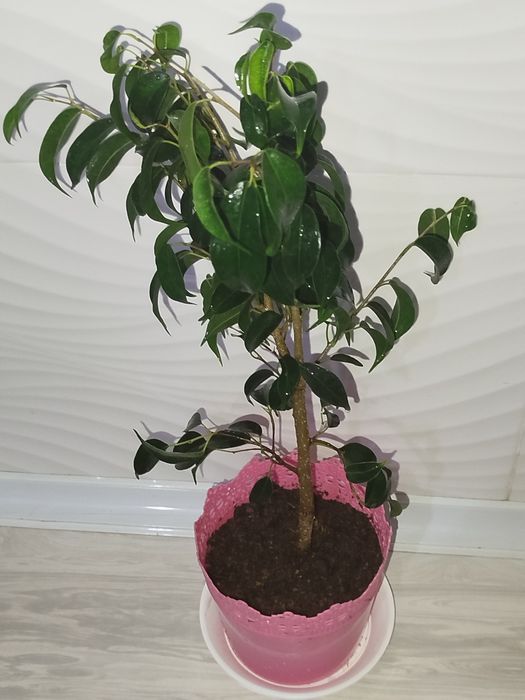 Fikus Benjamin фикус