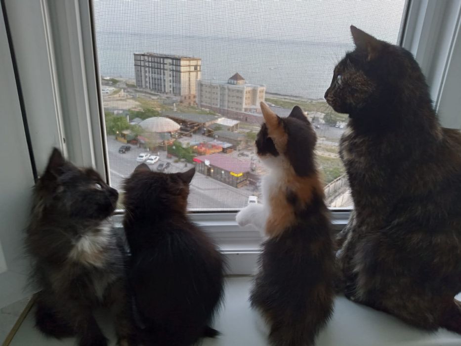 Котята в добрые руки
