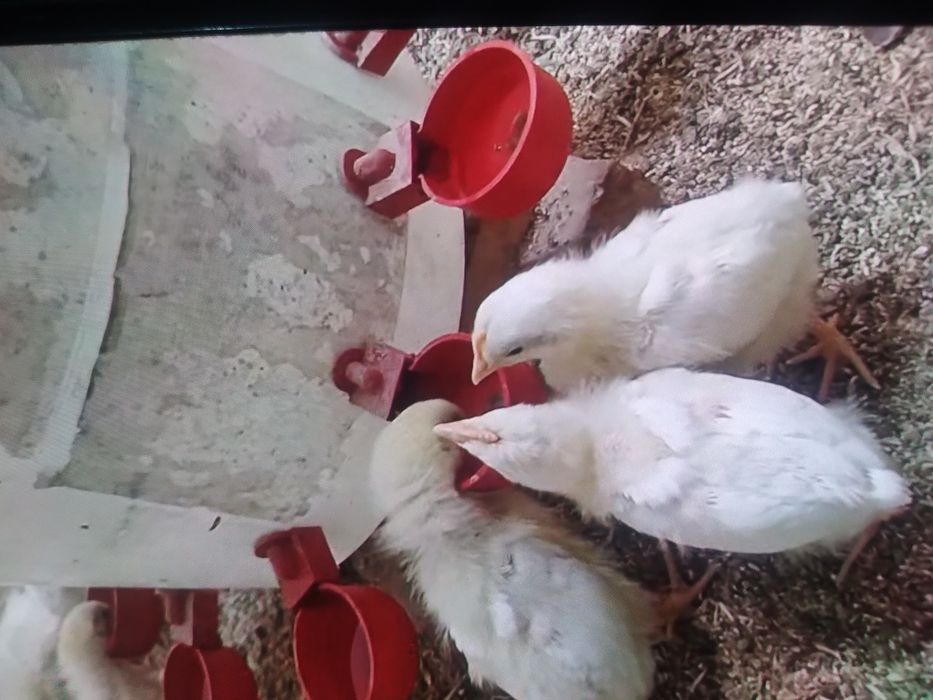 Продам цыплят недельные