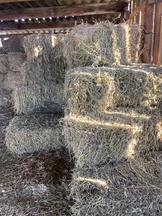 Сено люцерна жонышка