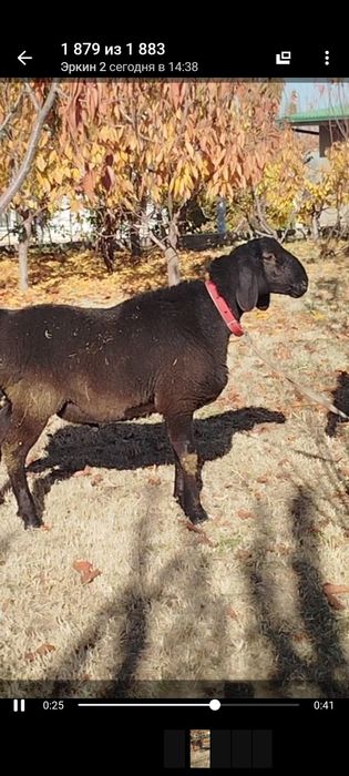 Продам Элитные бараны разных пород