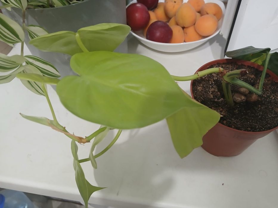 Продам цветы комнатные