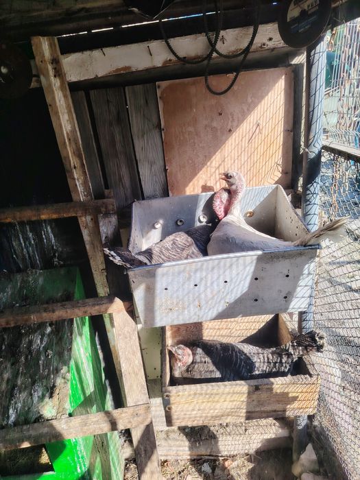 Курк курк курк индюки