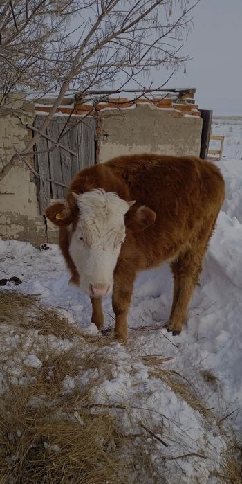 Продам годовалую телку