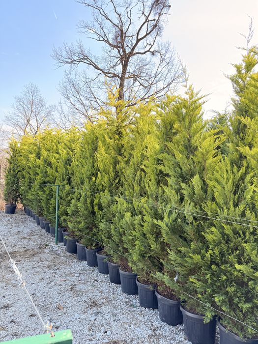 Leylandii cupressus/chiparos/cupressocyparis pentru gard viu