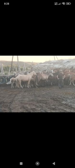 В продаже кобыла и два жеребенка