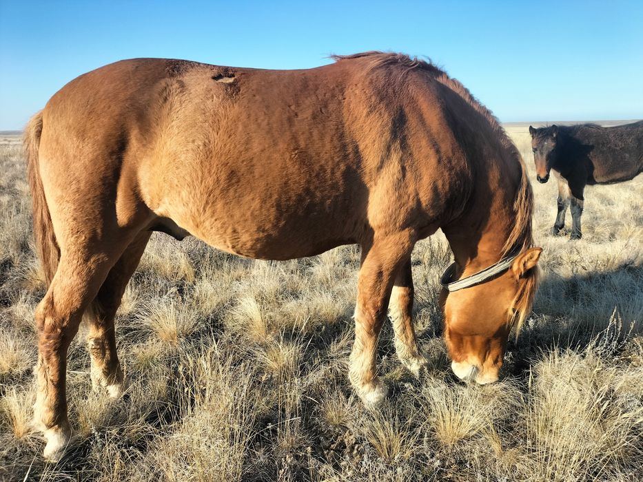 Айғыр сатылады. Жуас. Құла кызыл жал