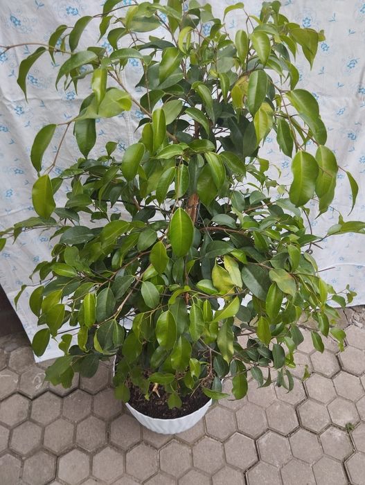 Фикус Бенджамина