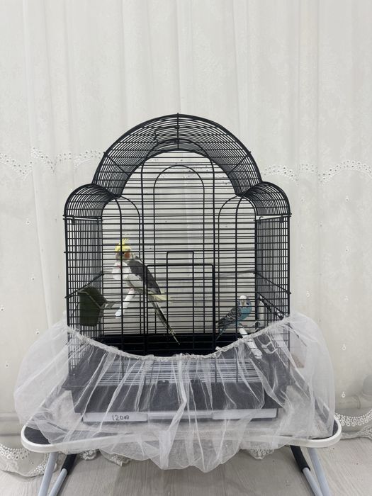 Срочно продаются попугаи