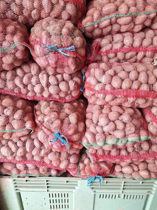 Cartofi pentru samanta si animale