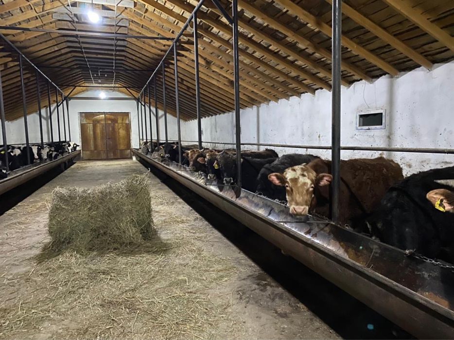 Продам Крестьянское хозяйство