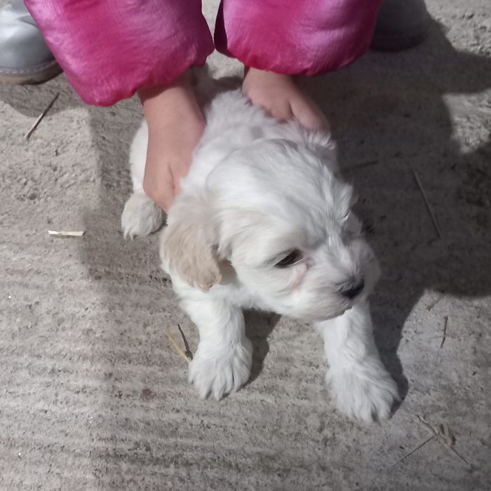 Bichoni Maltezi 1 luna si jumatate