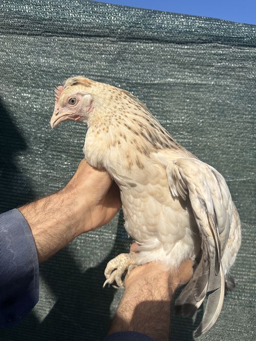 Куры несушки Доминант