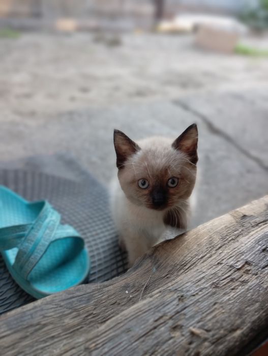 Отдам котят в добрые руки