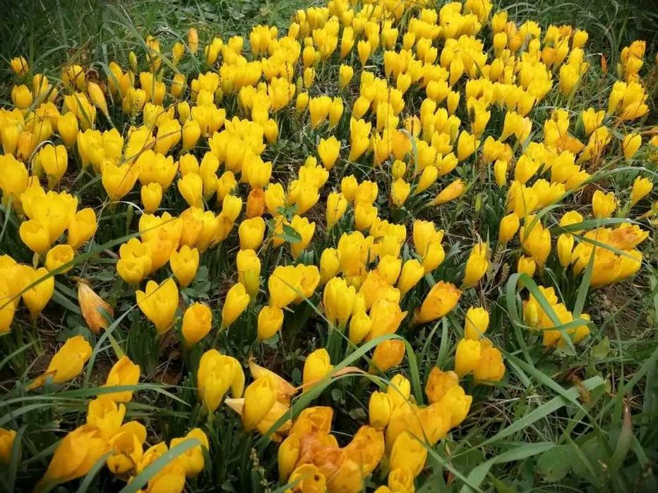 10 броя луковици