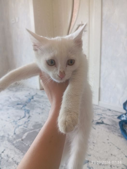 Turetski Angora bolalari