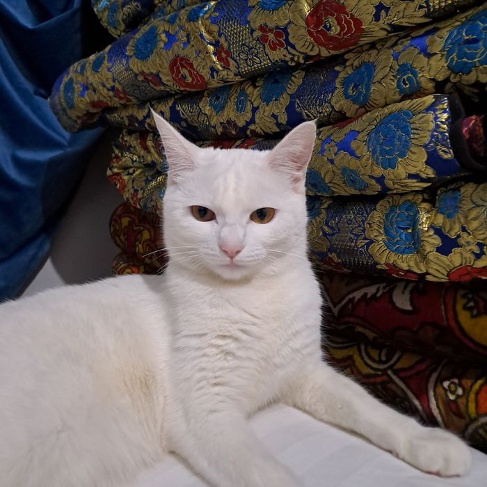 Кошка,девочка домашдомашний,9месяца бесплатно.