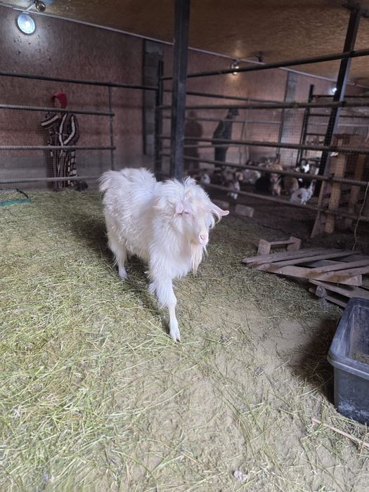 Продается безрогий козел ангорского типа