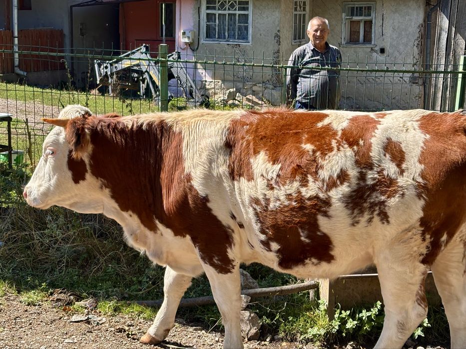 De vinzare juninca