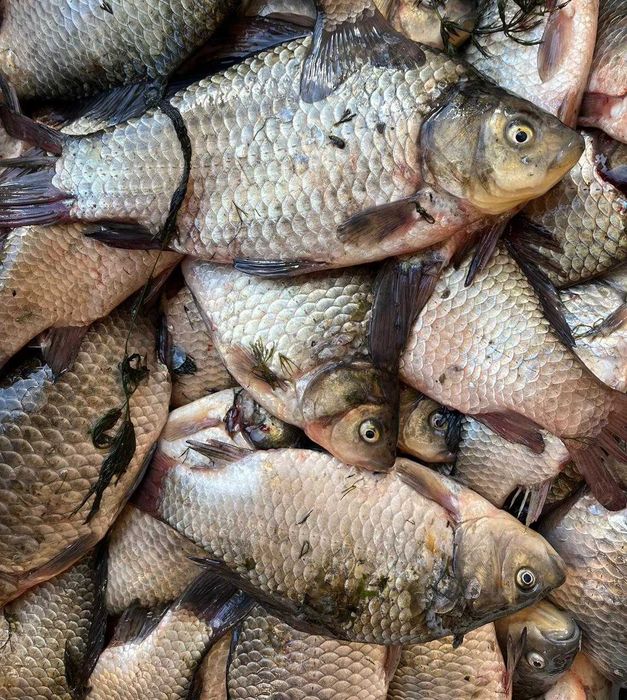 Свежая Рыба Карась